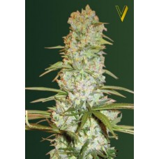 Семена конопли Red Russian XXL (White russian XXL) Феминизированные Victory seeds